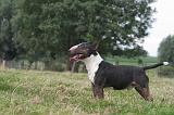 BULL TERRIER MINIATURE 061
